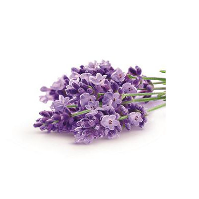 lavender scent
